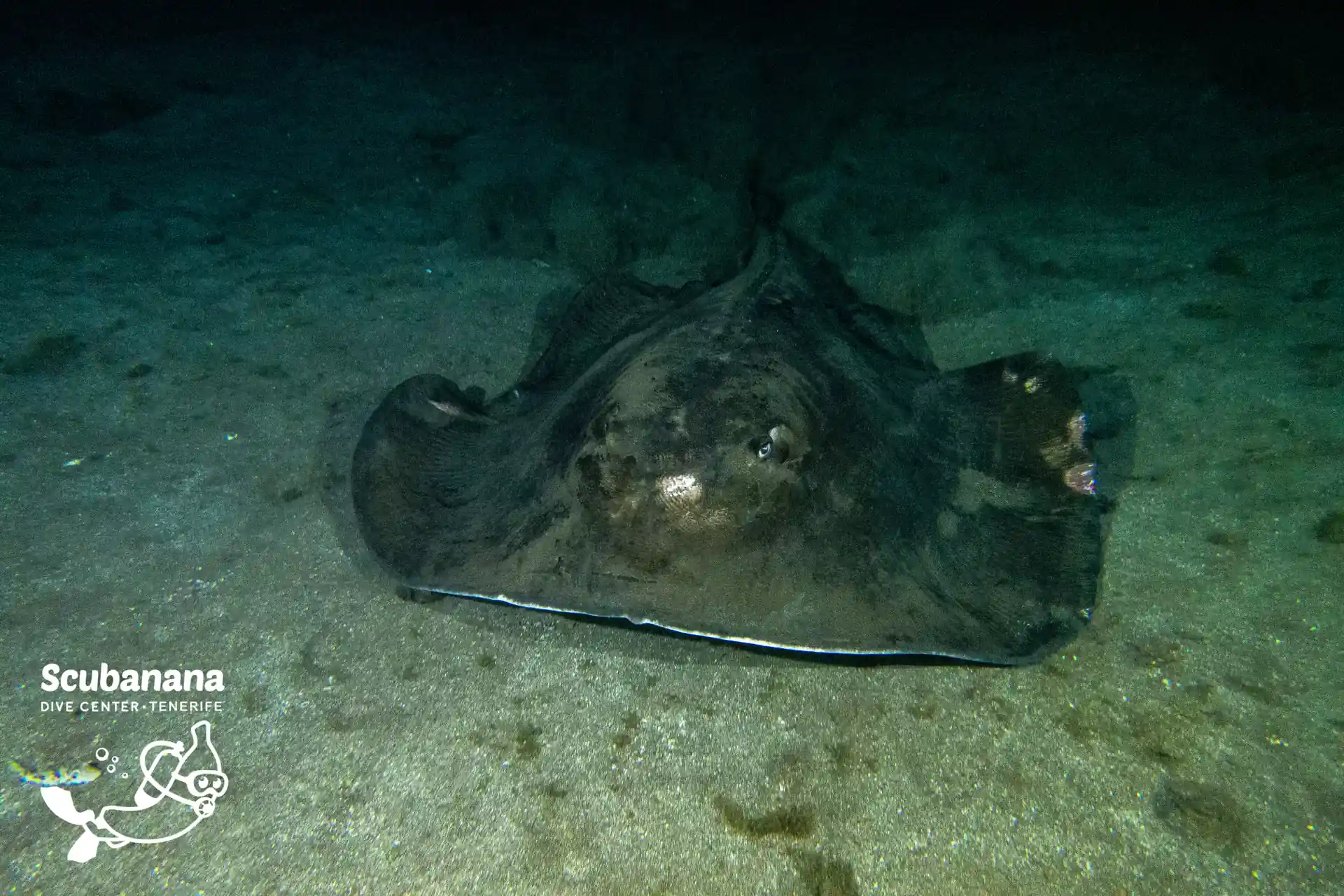 Photo de l'activité