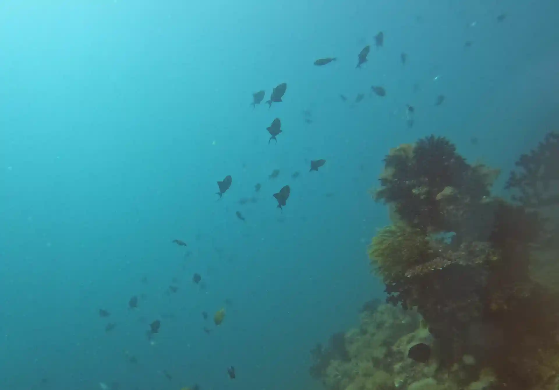 Dive site photo