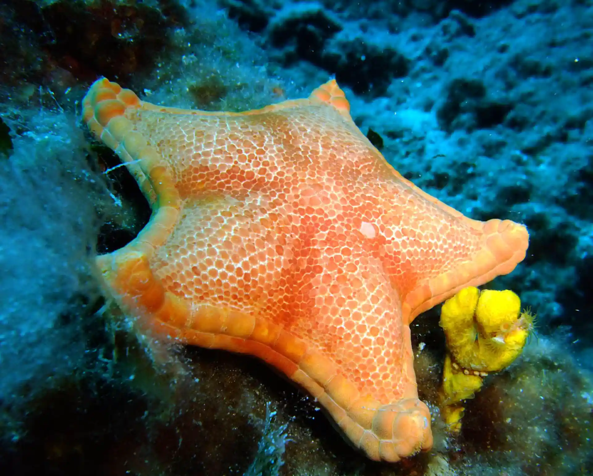 Photo taken at Bezdan (The Abyss) dive site