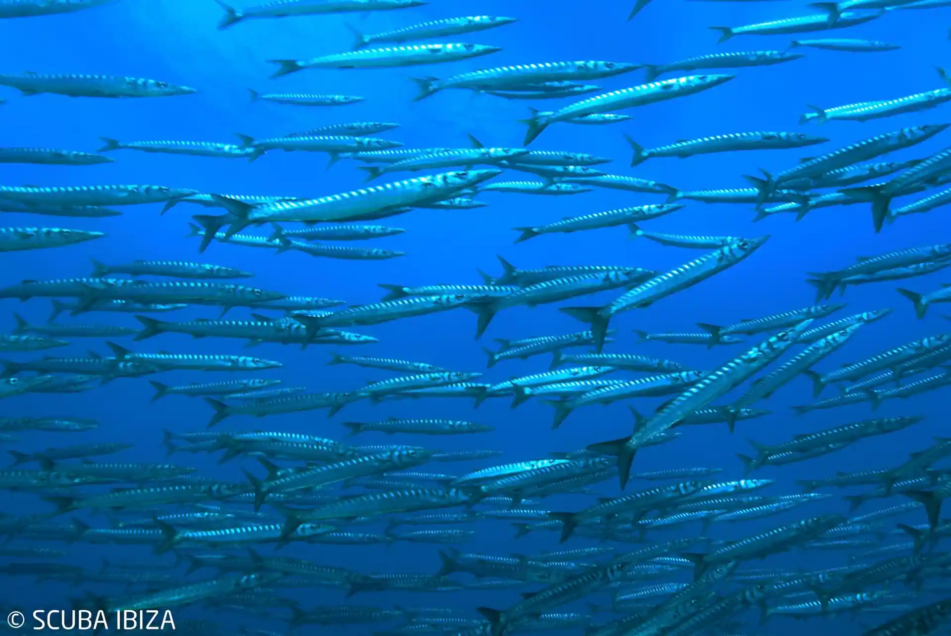 Photo du site de plongée