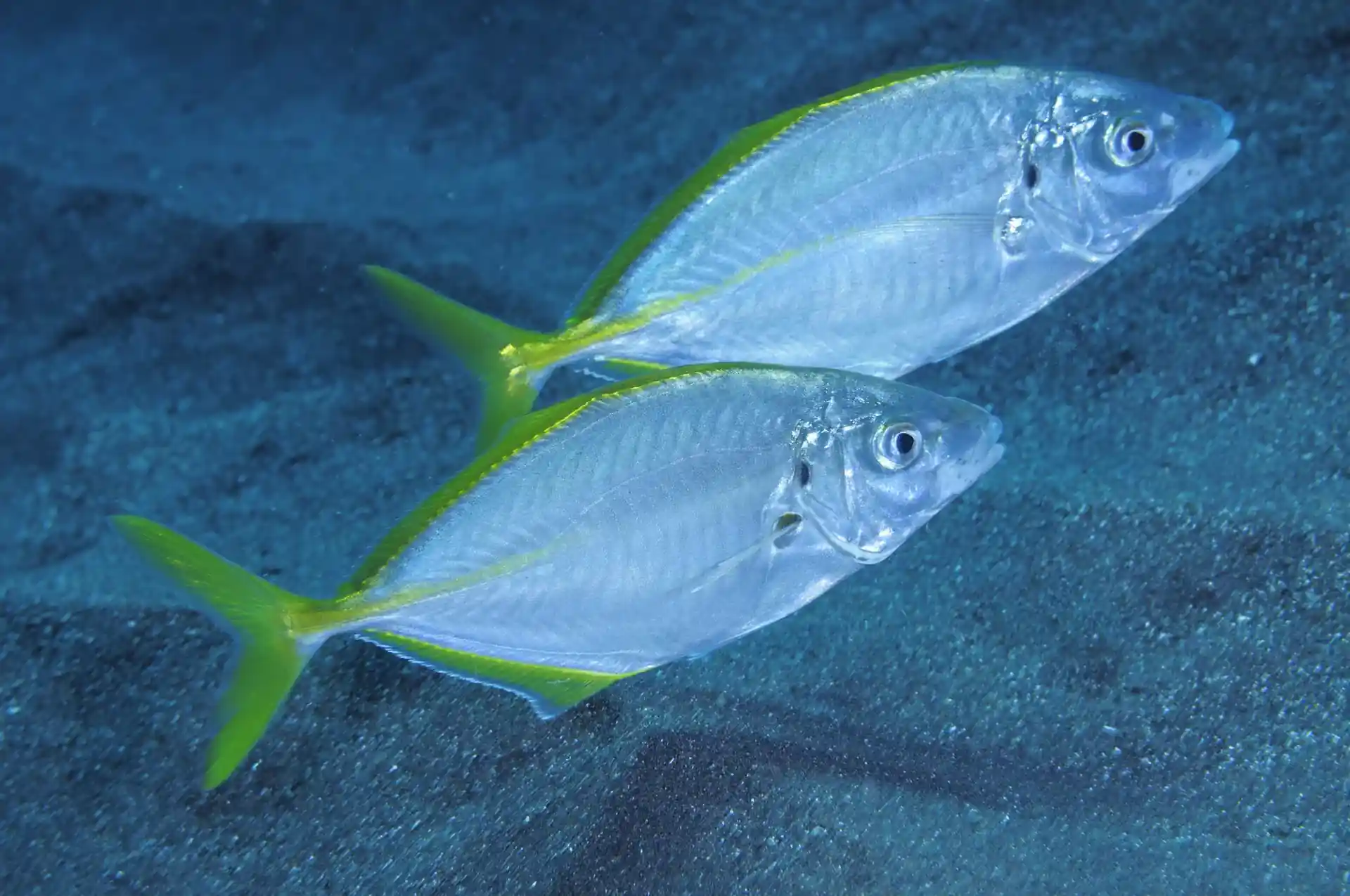 Dive site photo