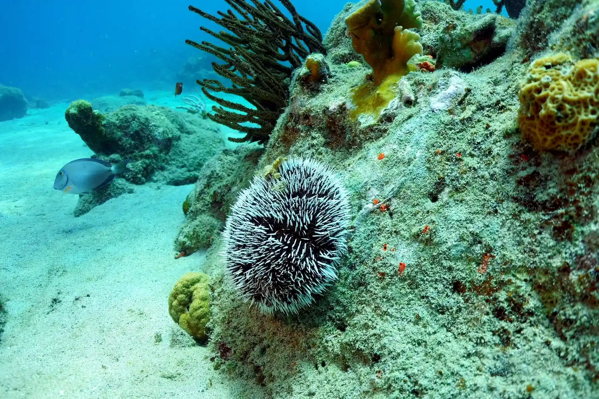 Dive site photo