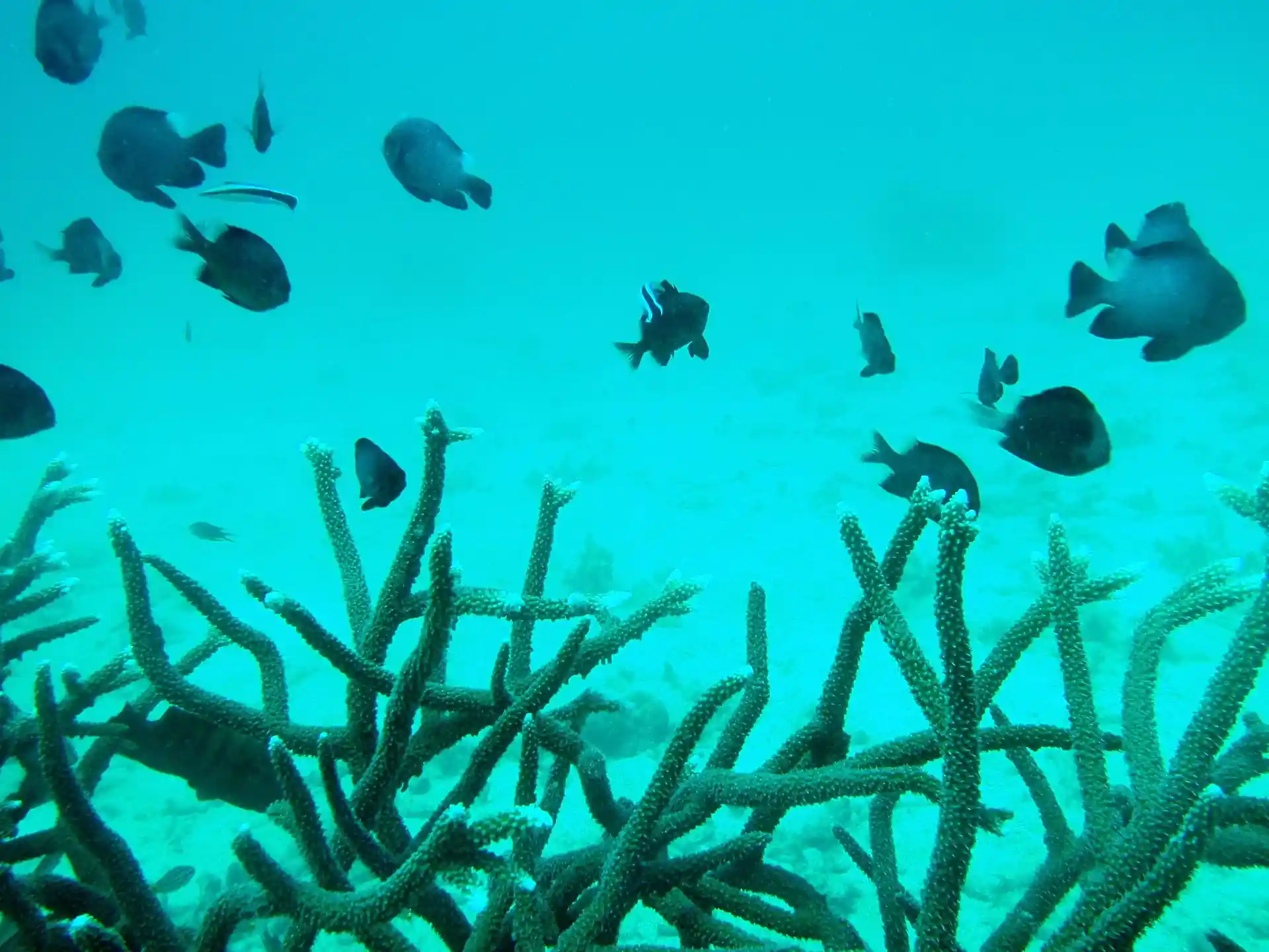 Foto del sitio de buceo