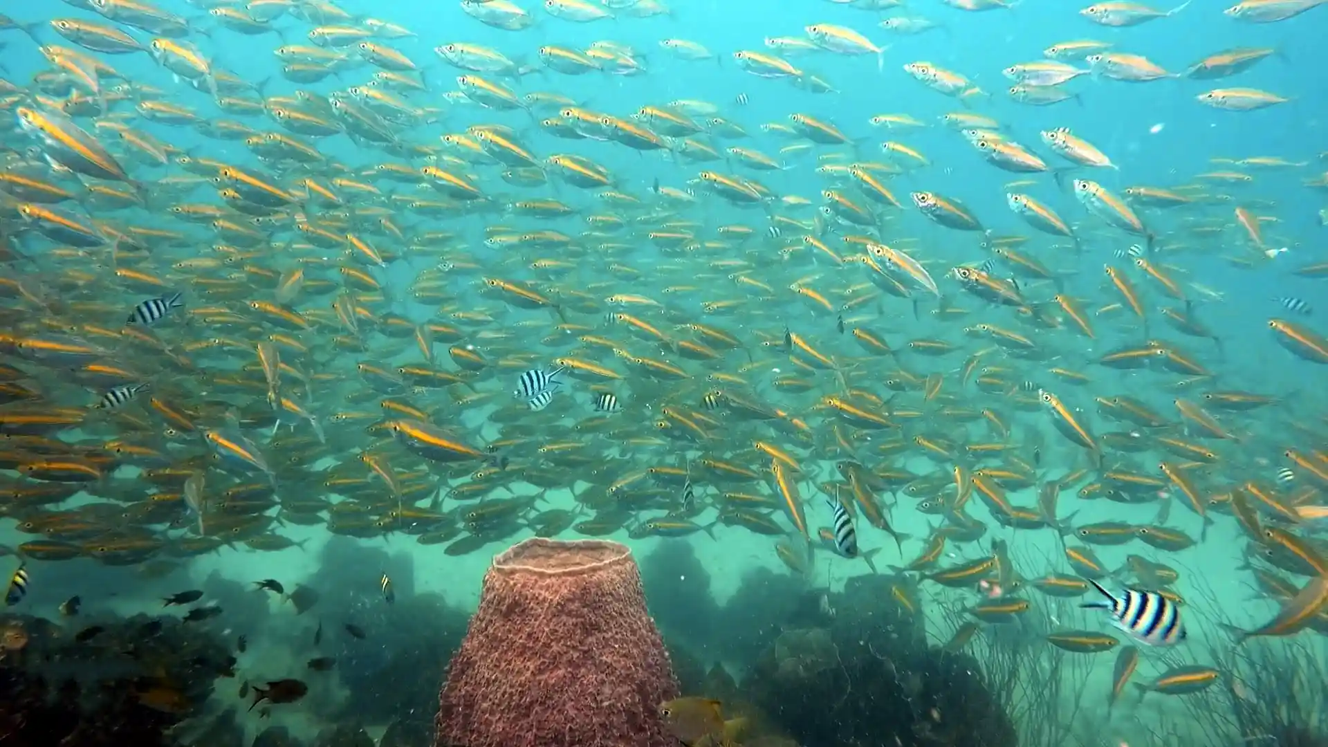 Dive site photo
