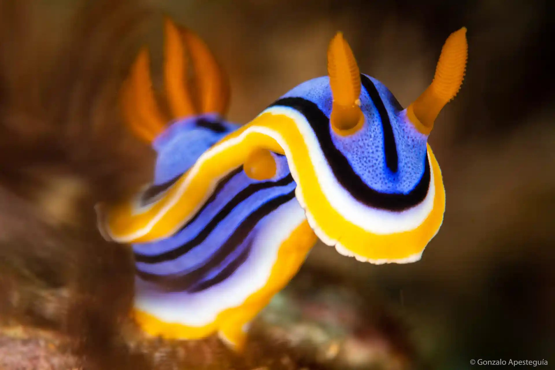 A common  Nudibranch here in Pemuteran