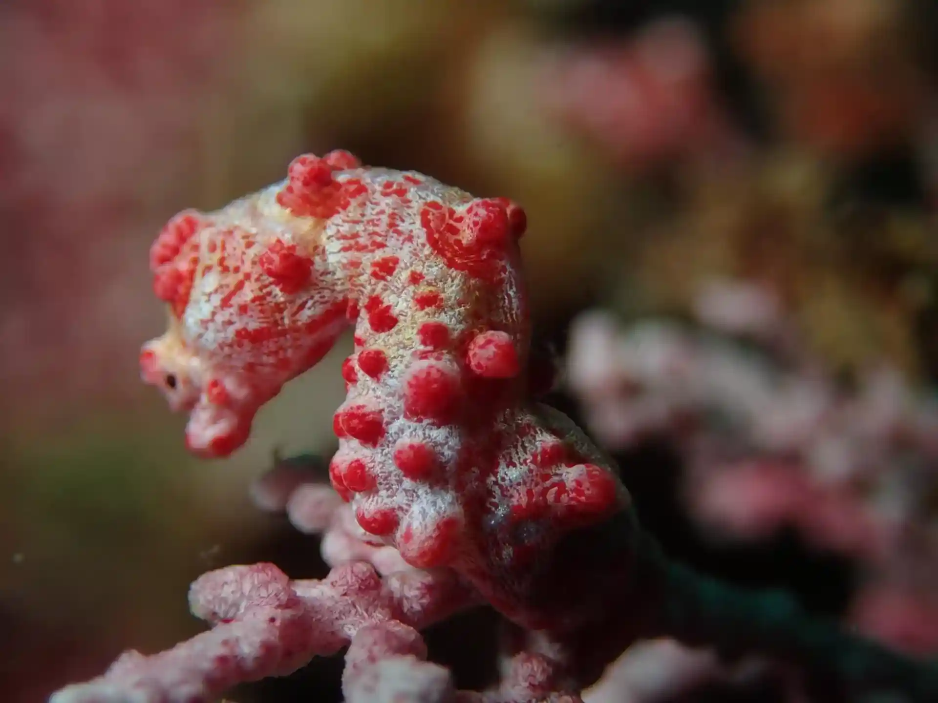 Dive site photo