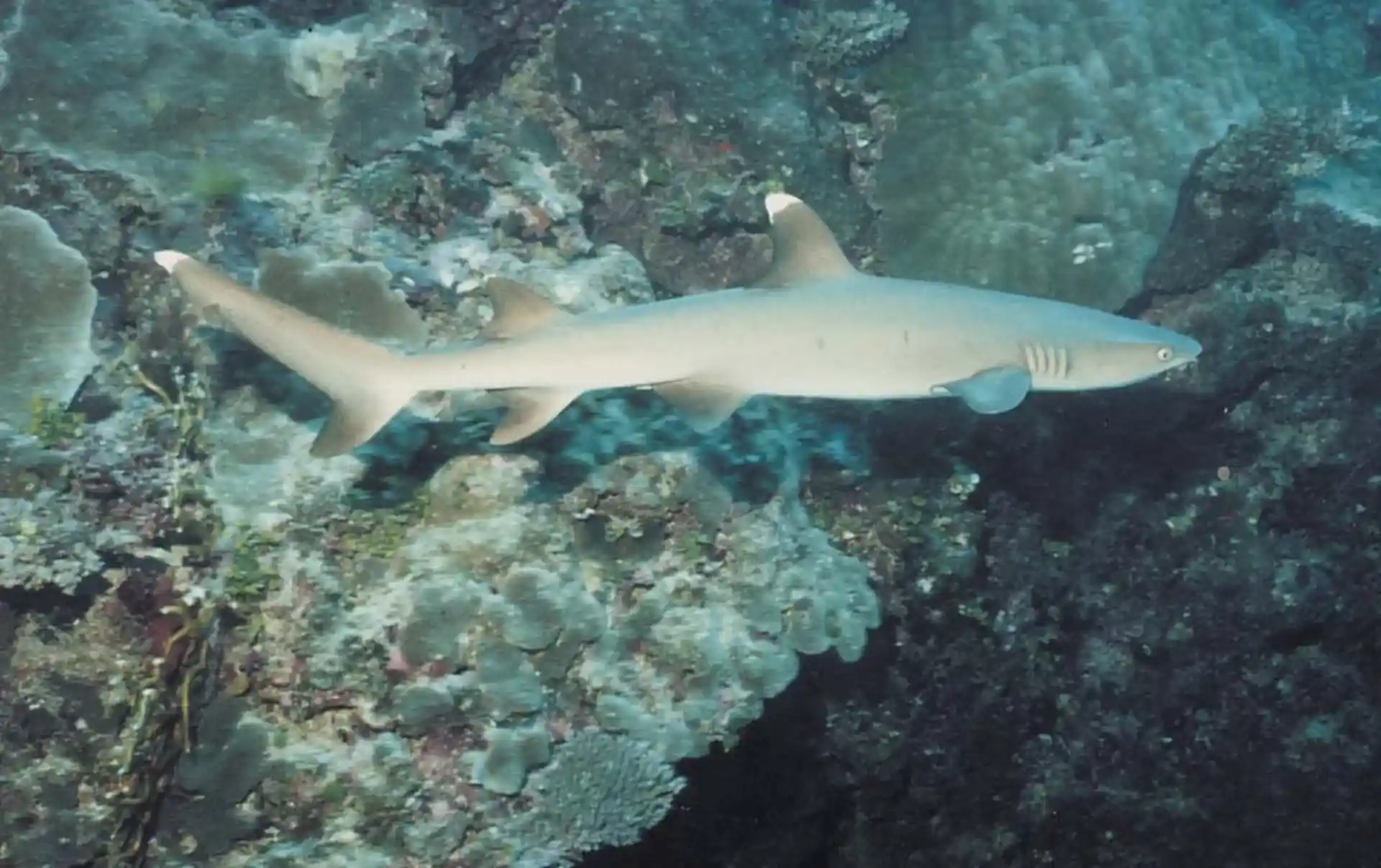 Dive site photo