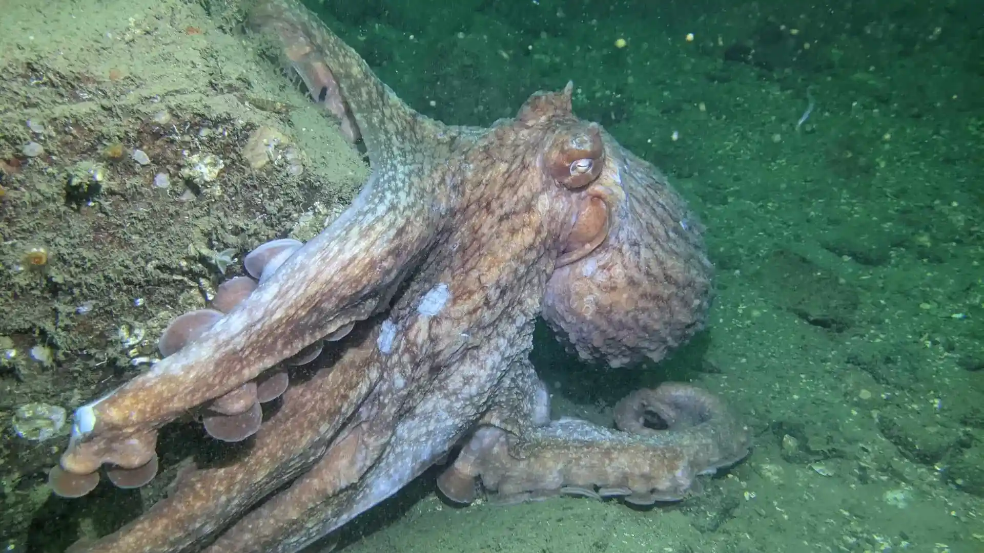 Foto de la tienda de buceo