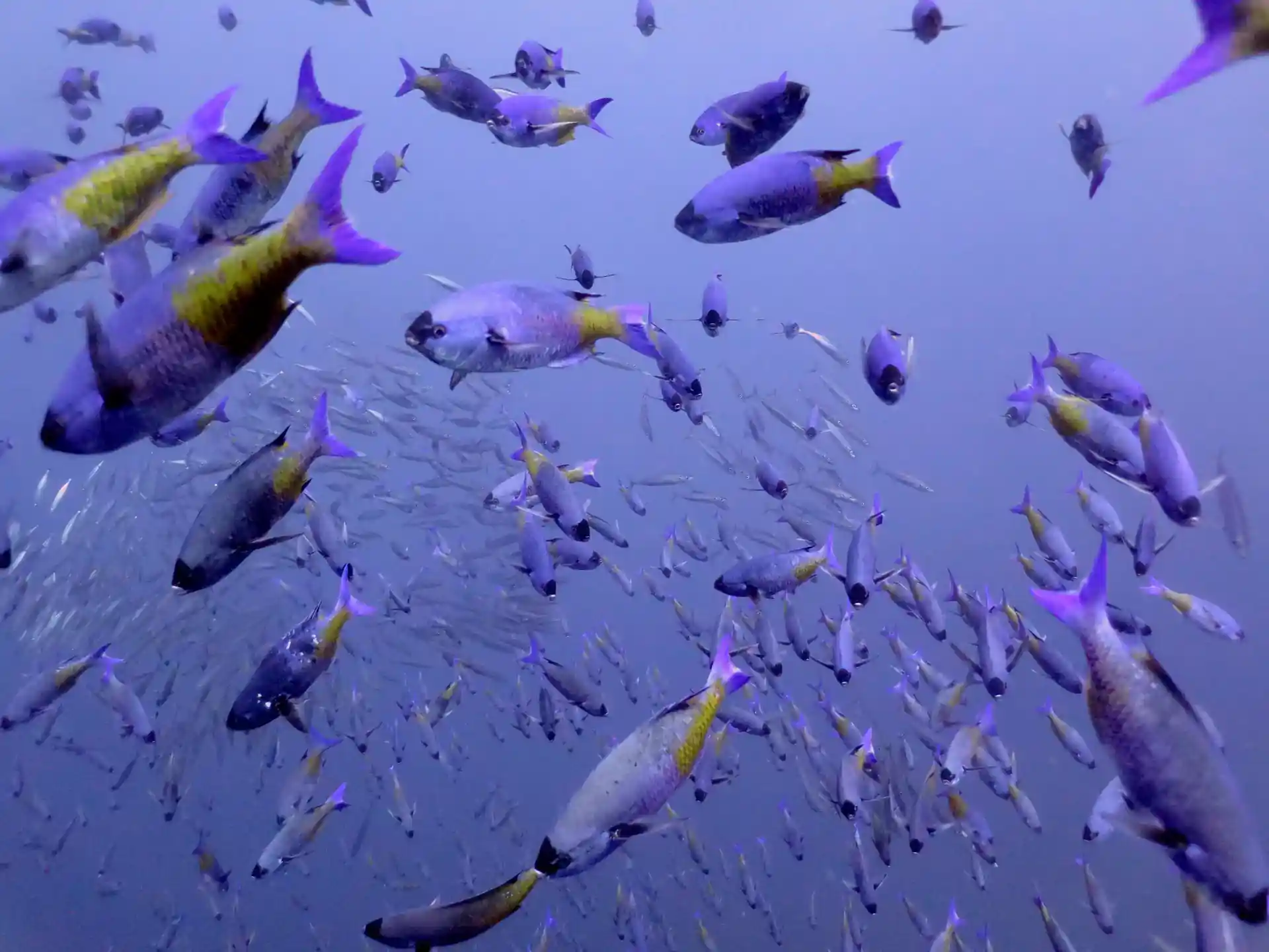 Foto del sitio de buceo