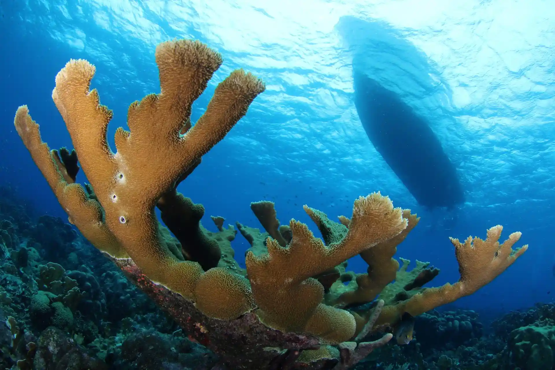 Dive site photo