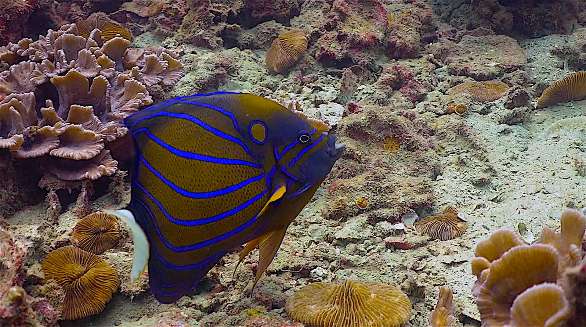 Dive site photo