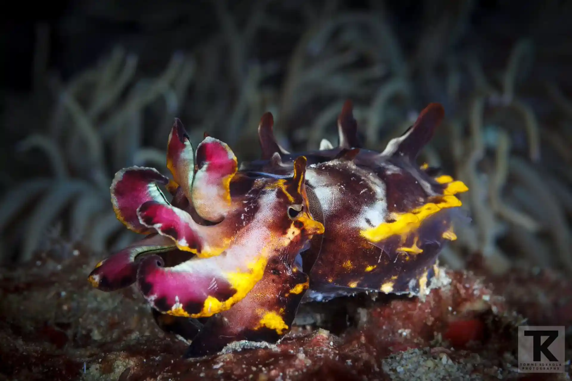 Foto del sitio de buceo