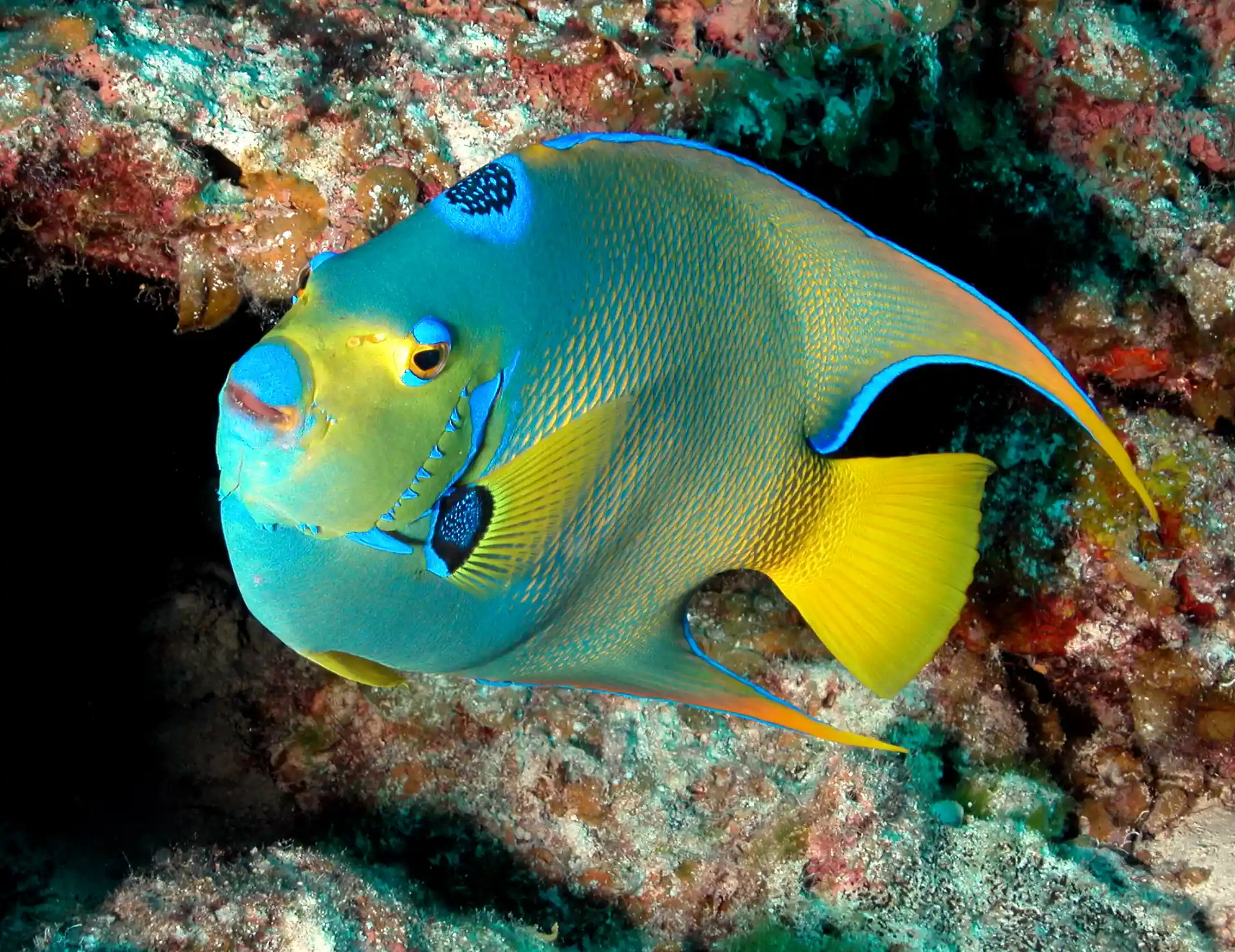 Queen Angelfish sind die Schönheiten des Riffs.