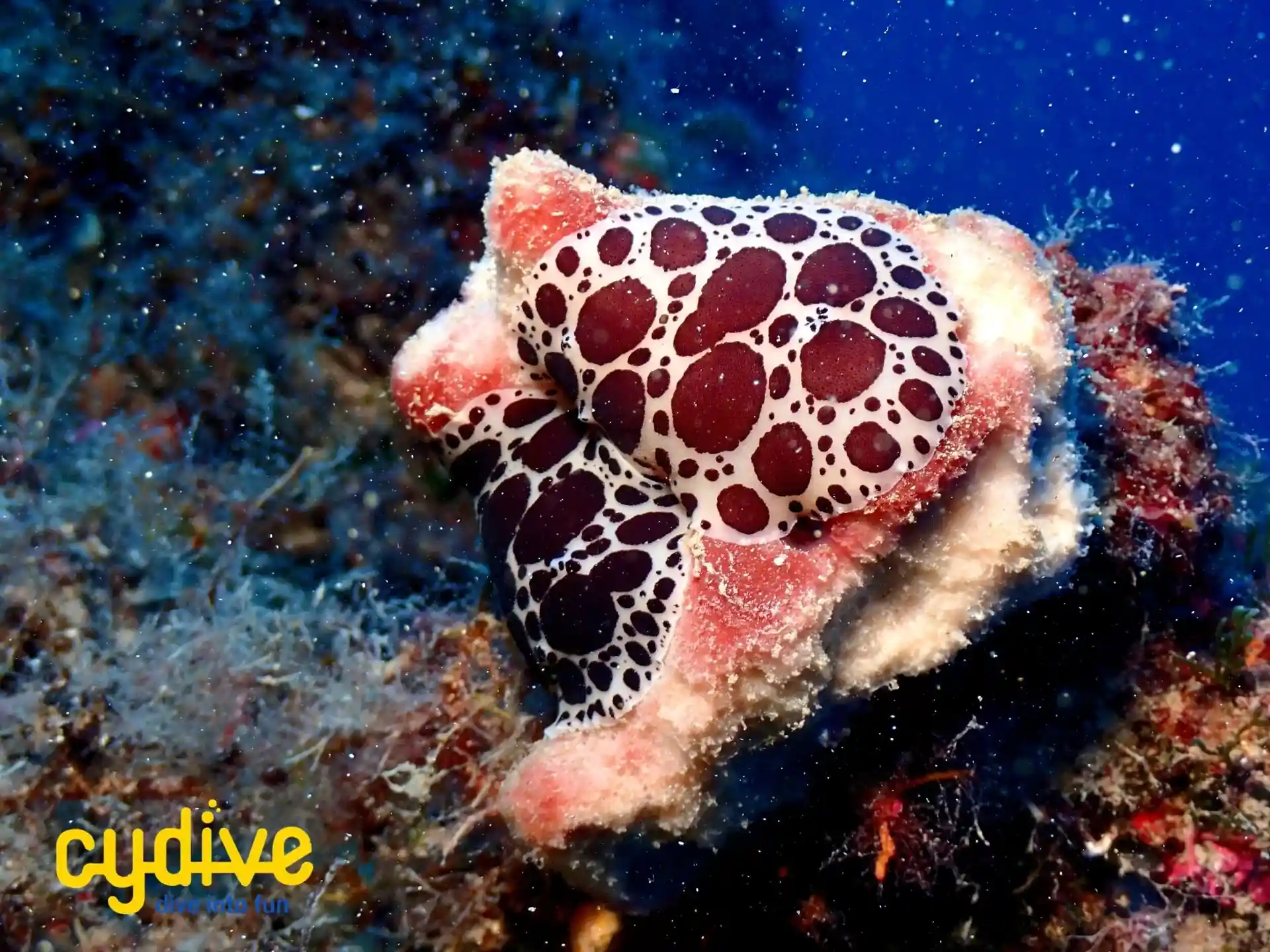 Photo du site de plongée