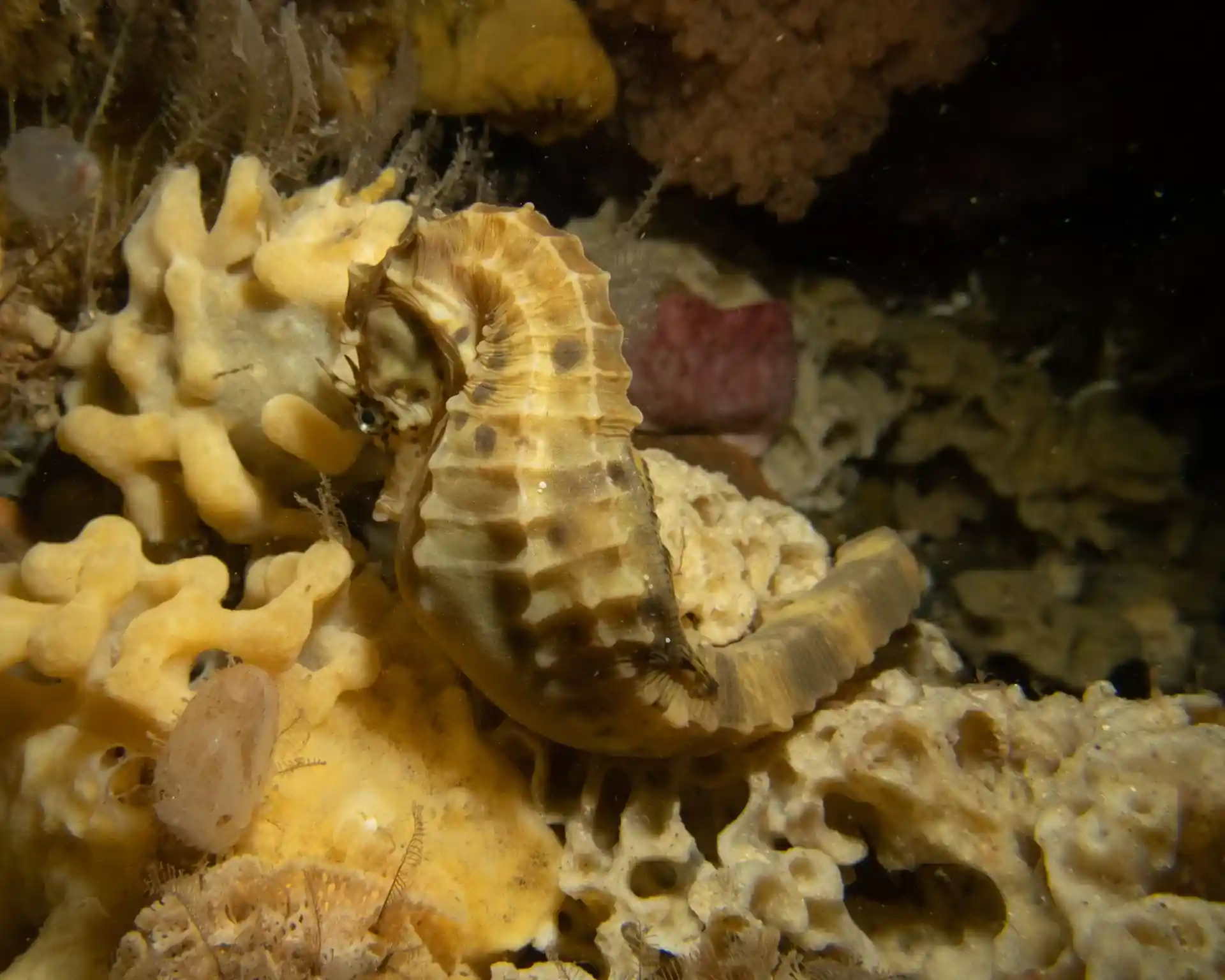 다이빙 포인트 사진