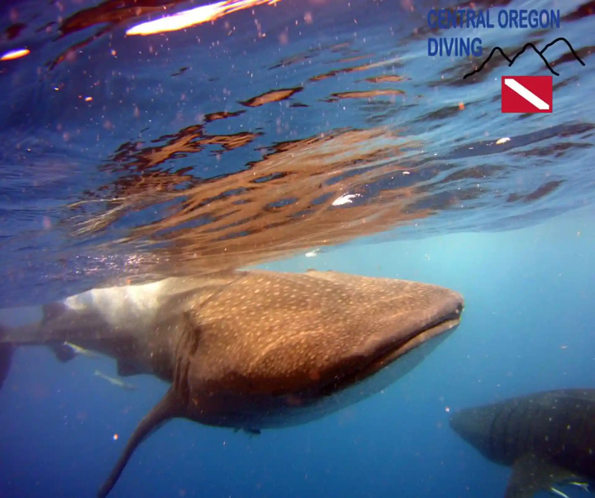 Dive shop photo