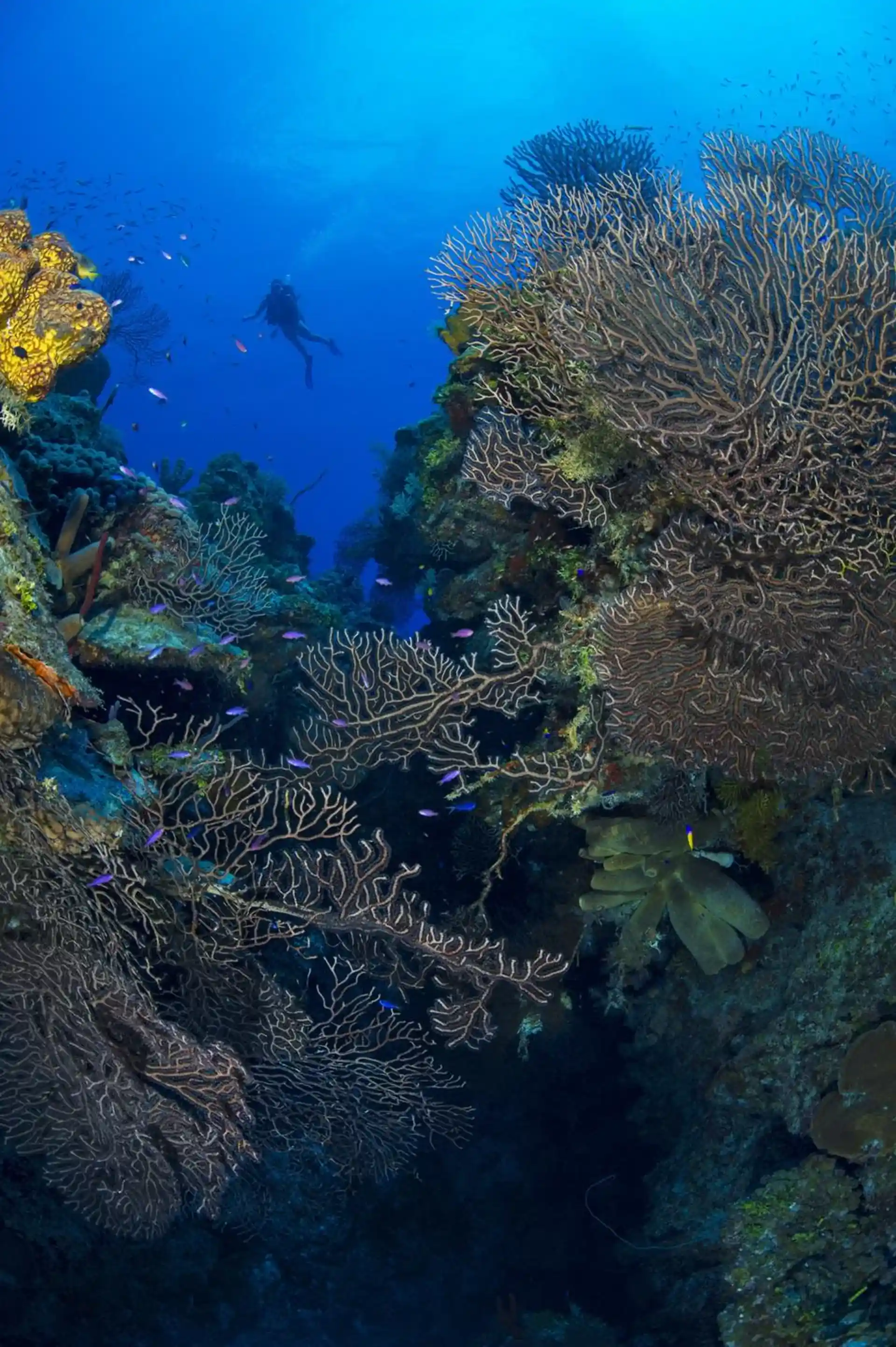 Dive site photo