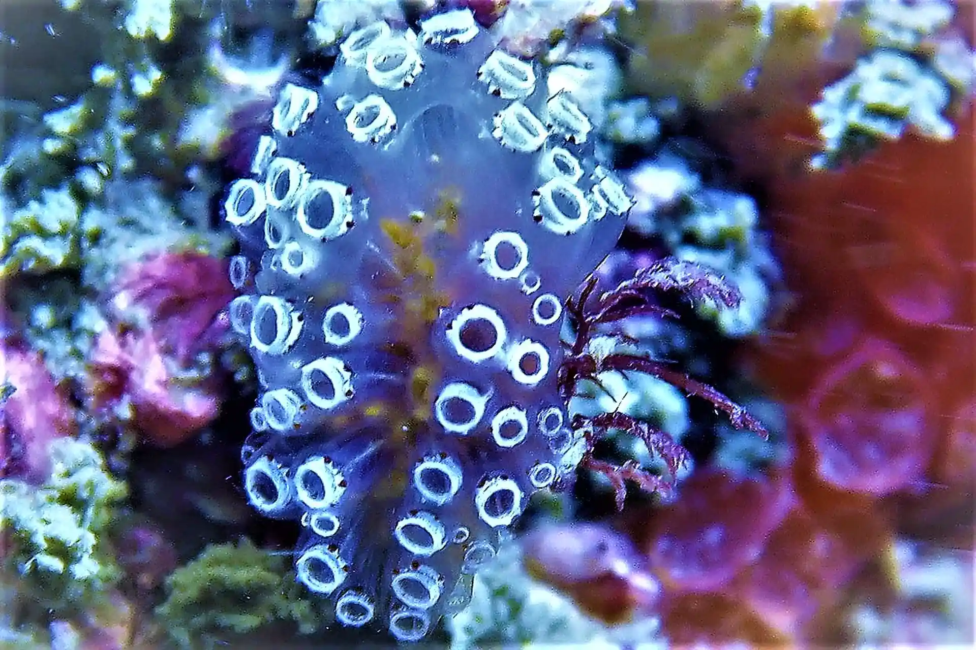 Foto del sitio de buceo