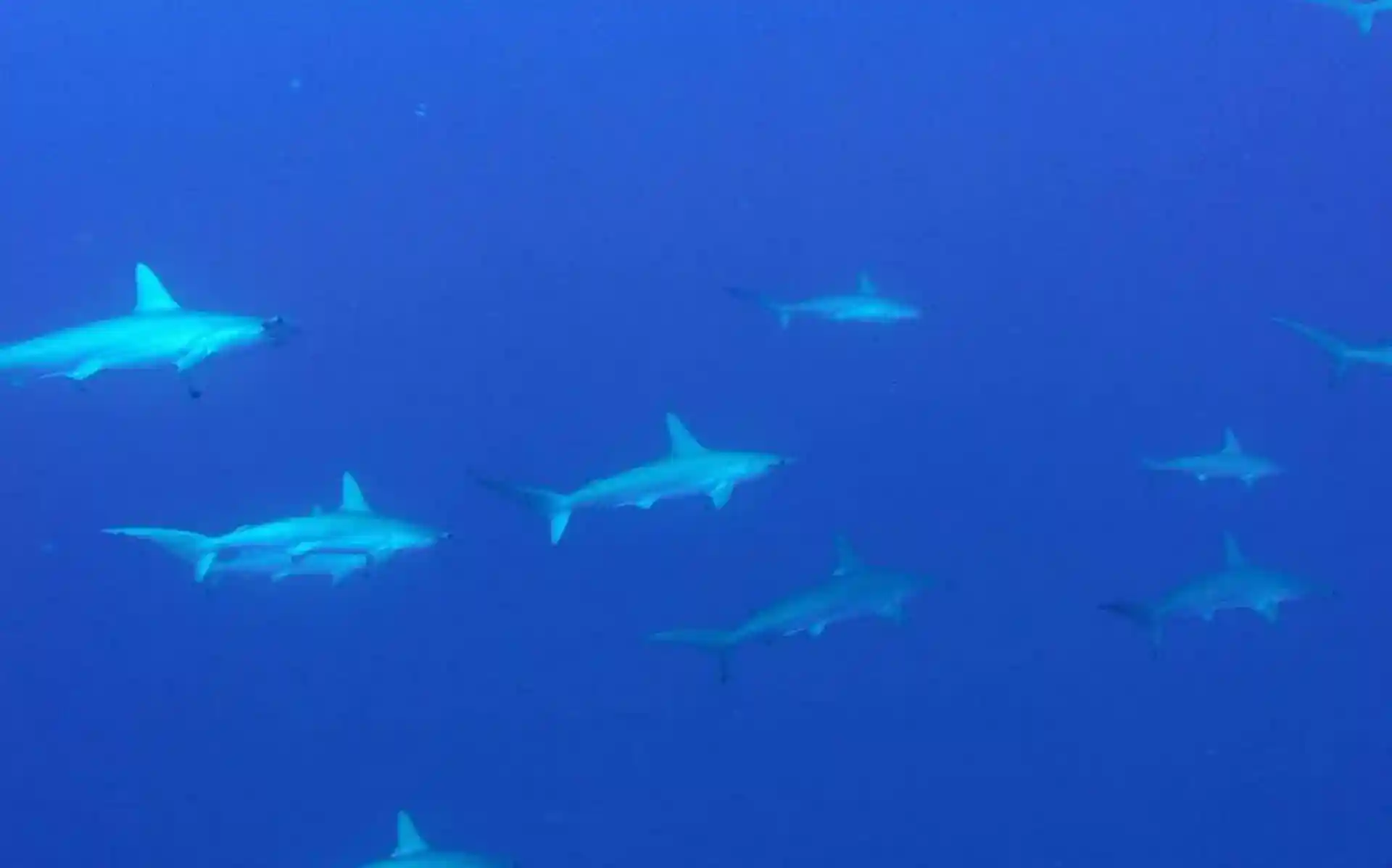 Dive site photo