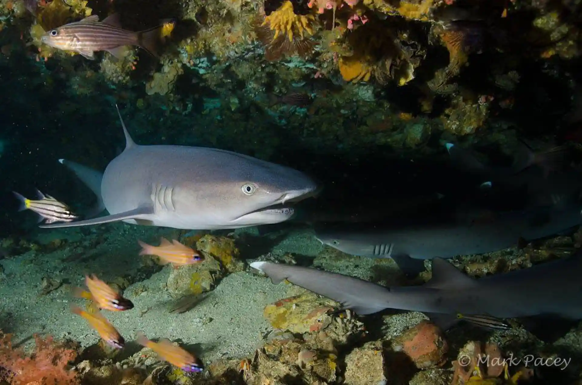 Whitetip Reef Shark at Gato Island