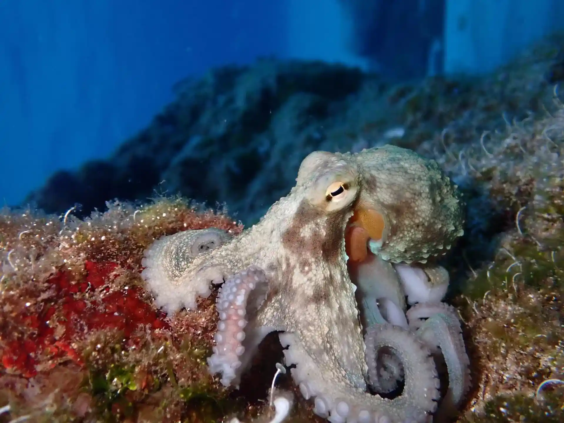 Dive site photo