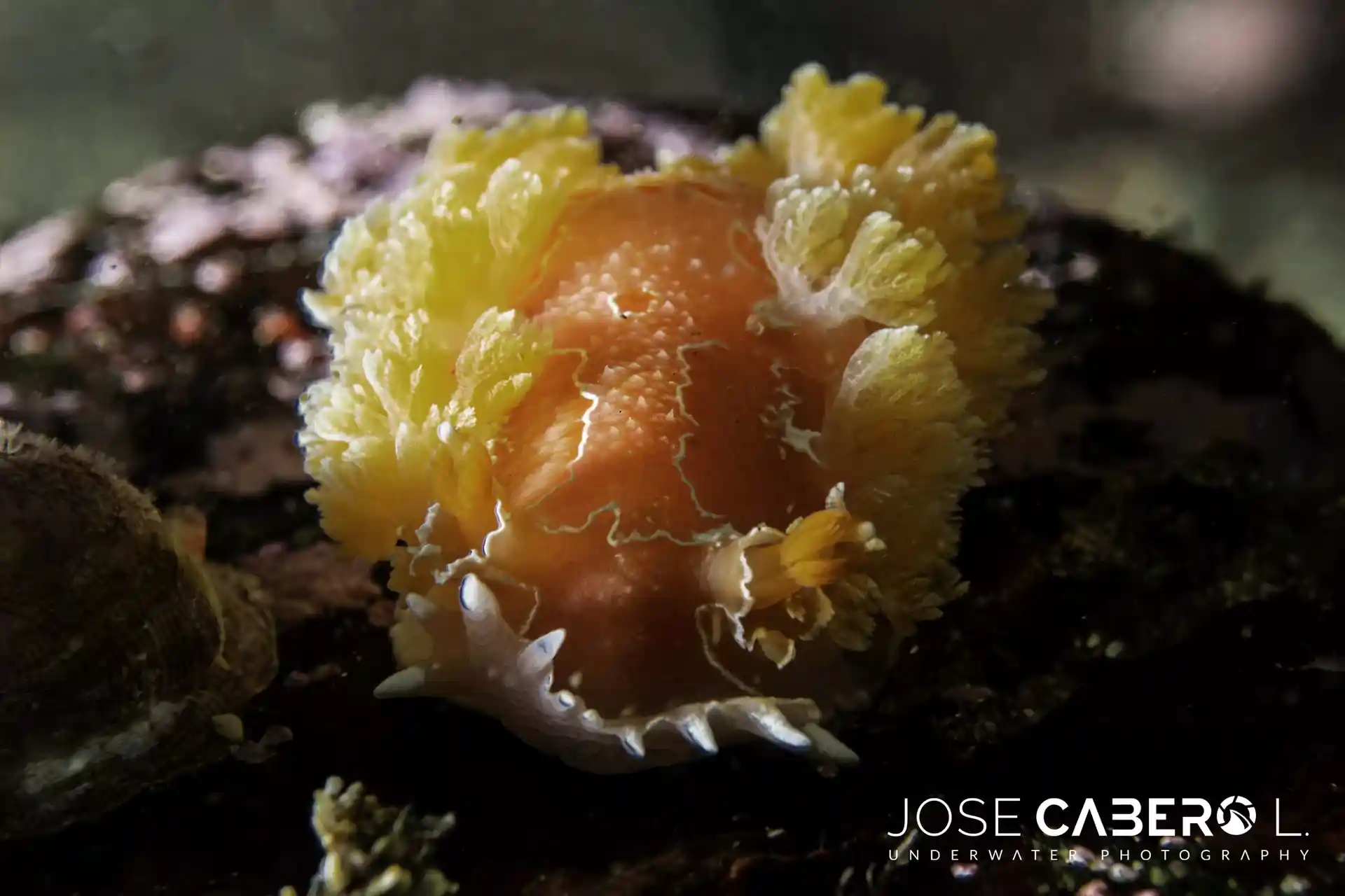 Photo du site de plongée