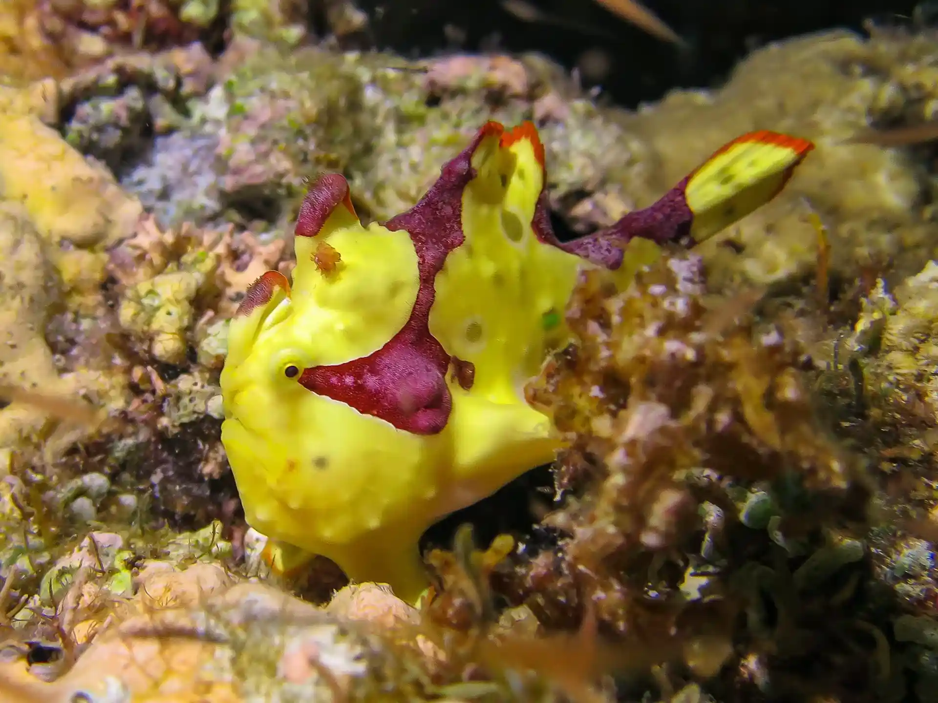 Foto del sitio de buceo