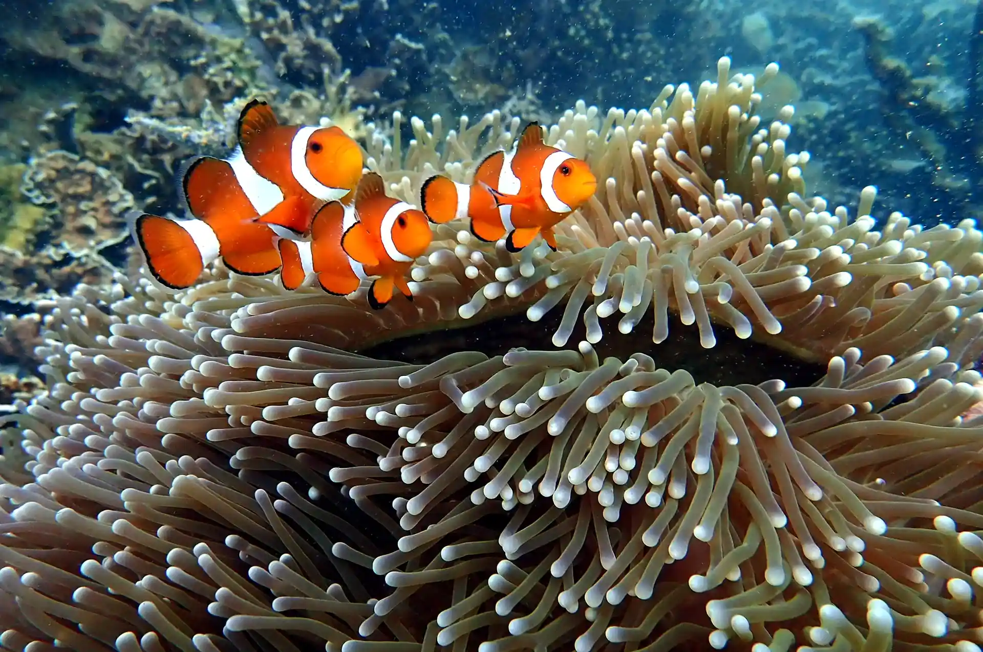 Dive shop photo