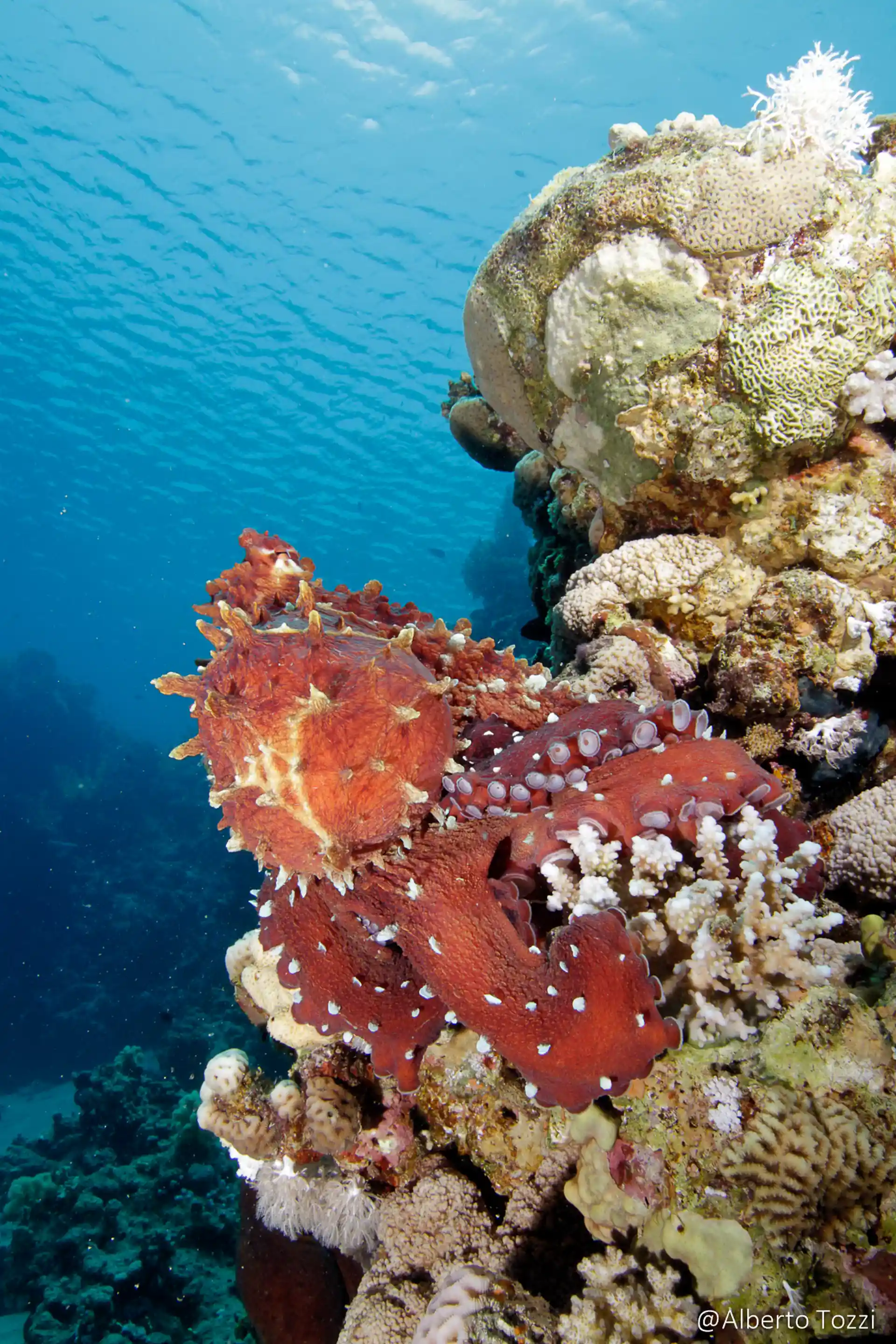 Dive shop photo