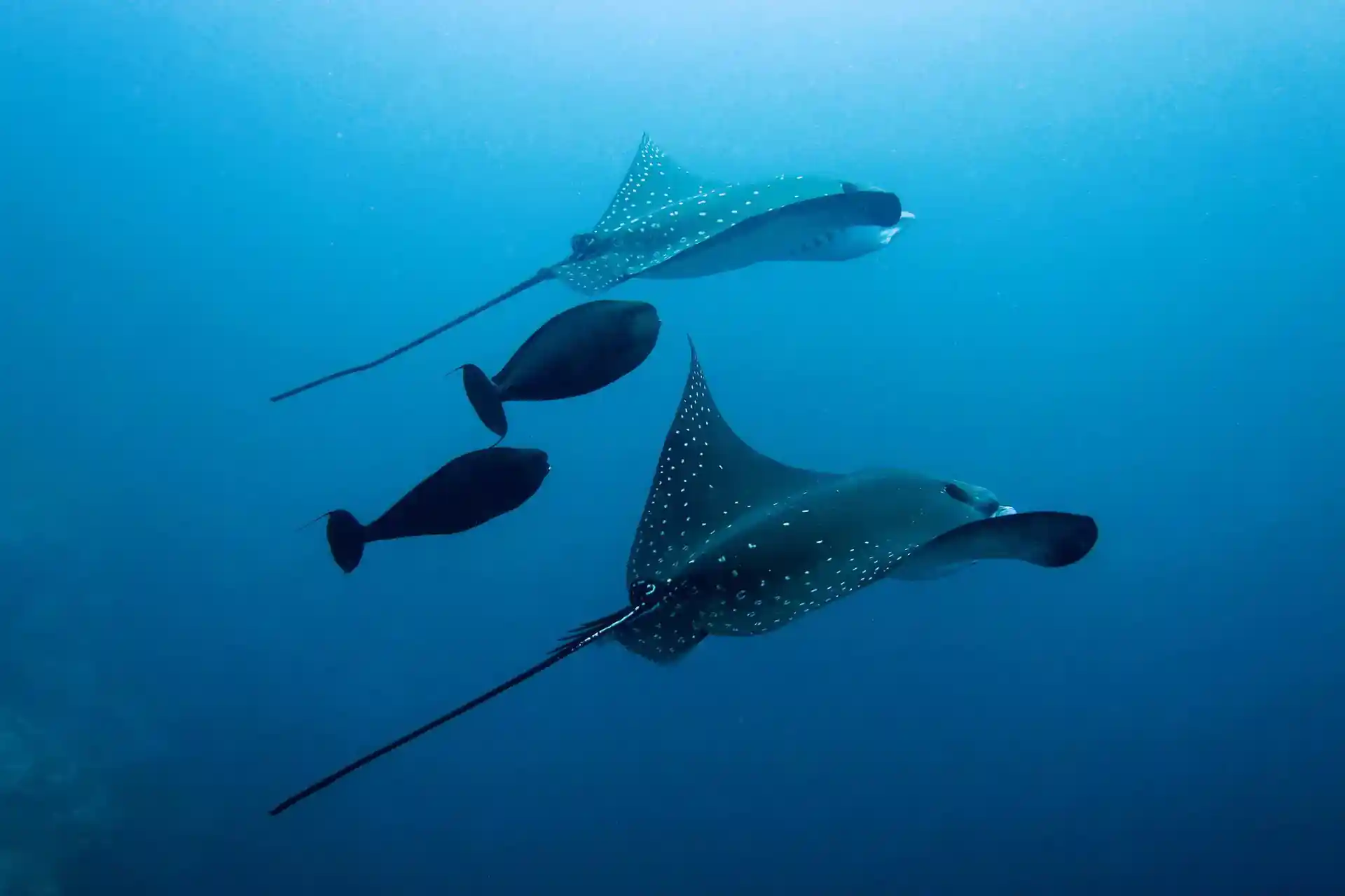 Dive site photo