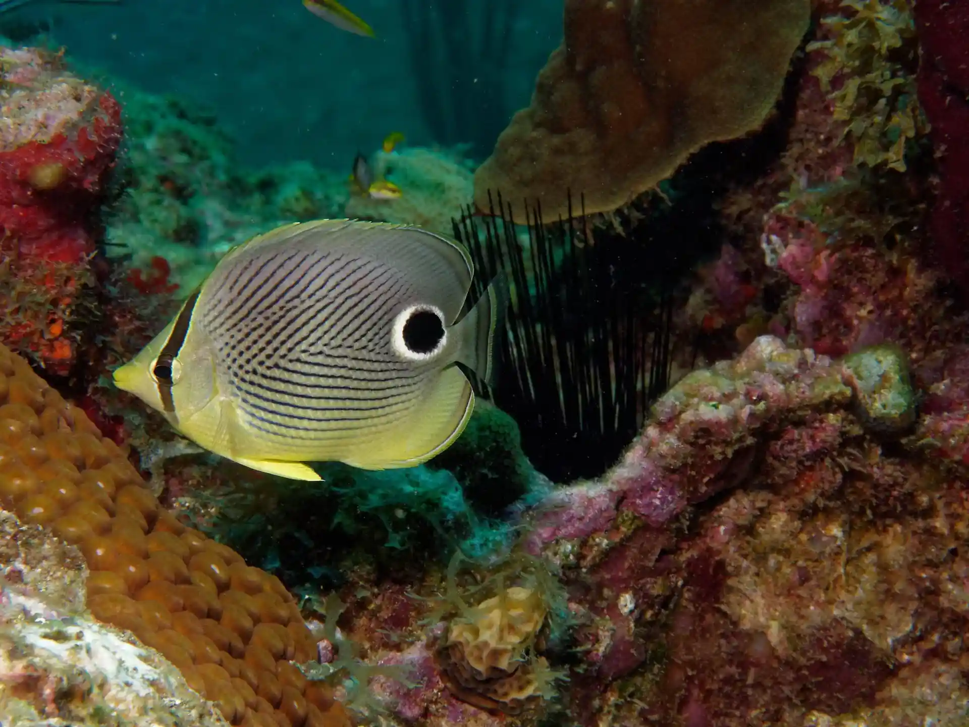 Photo du site de plongée