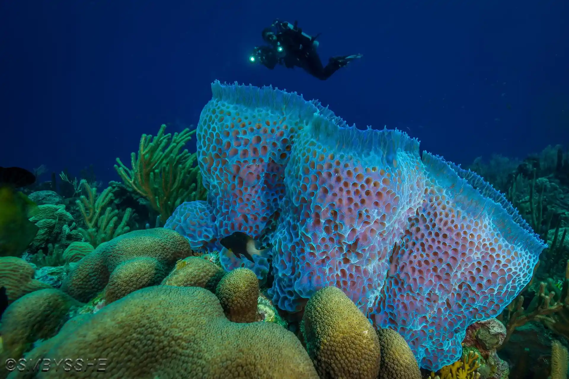 다이빙 포인트 사진