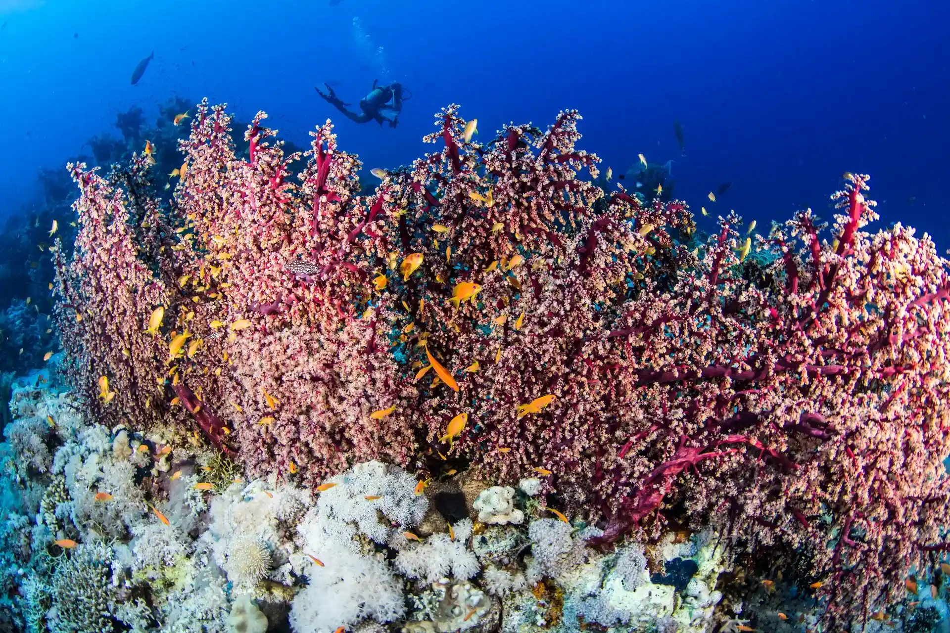 Photo du site de plongée