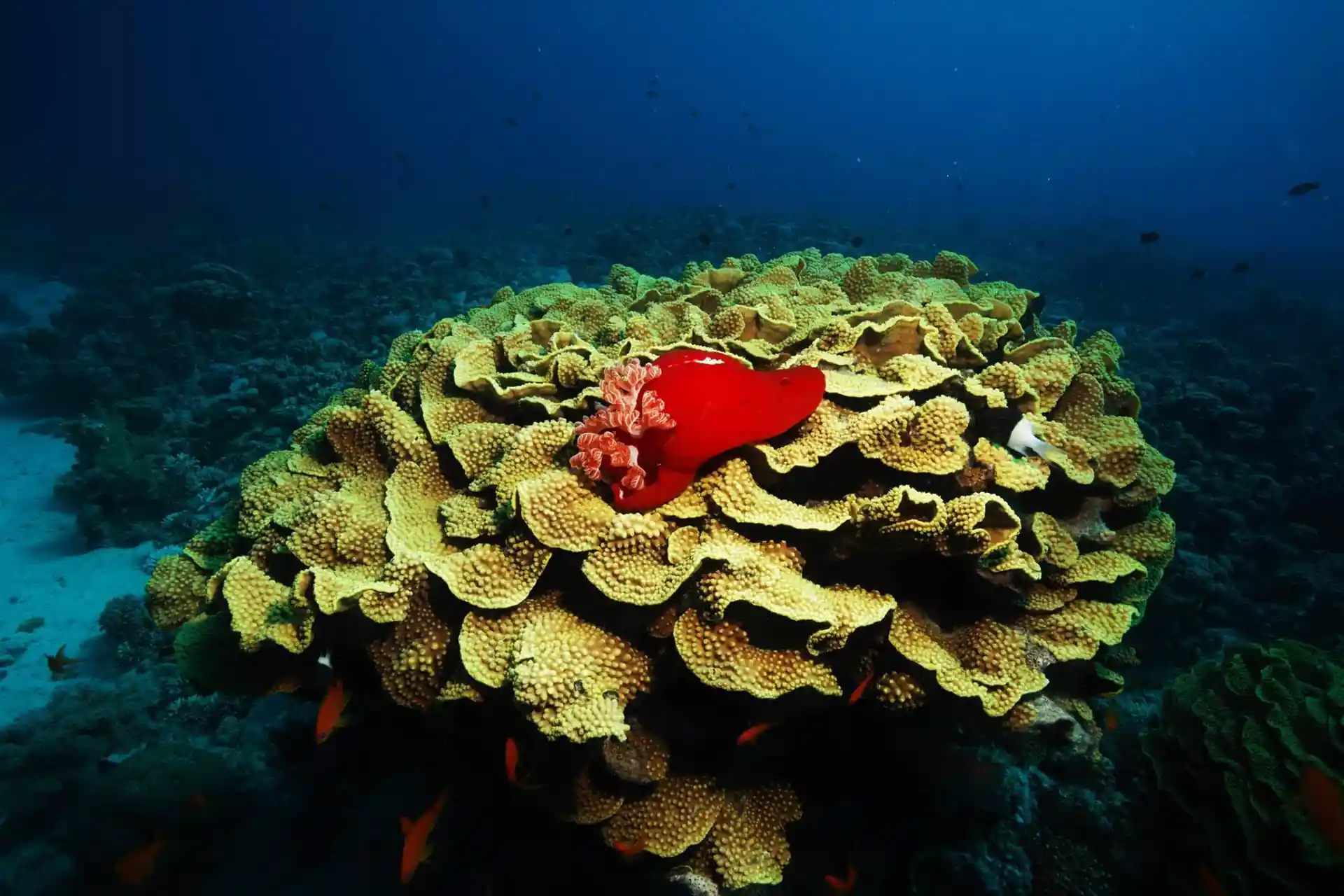 Foto del sitio de buceo