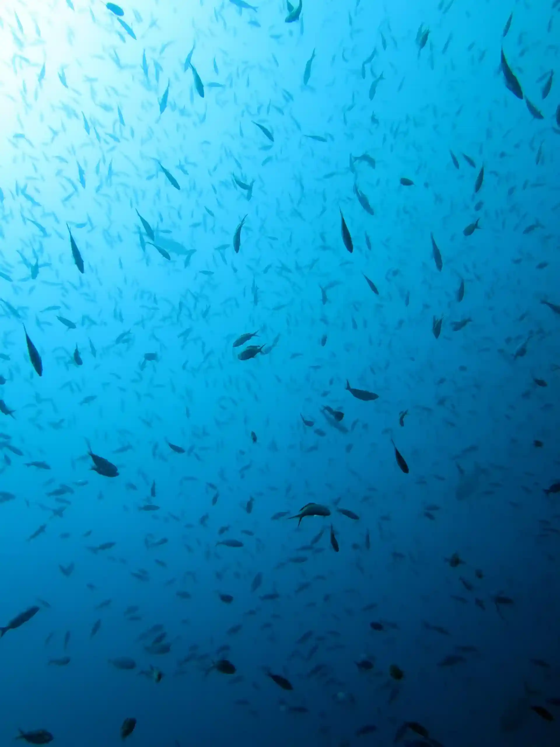 Foto del sitio de buceo