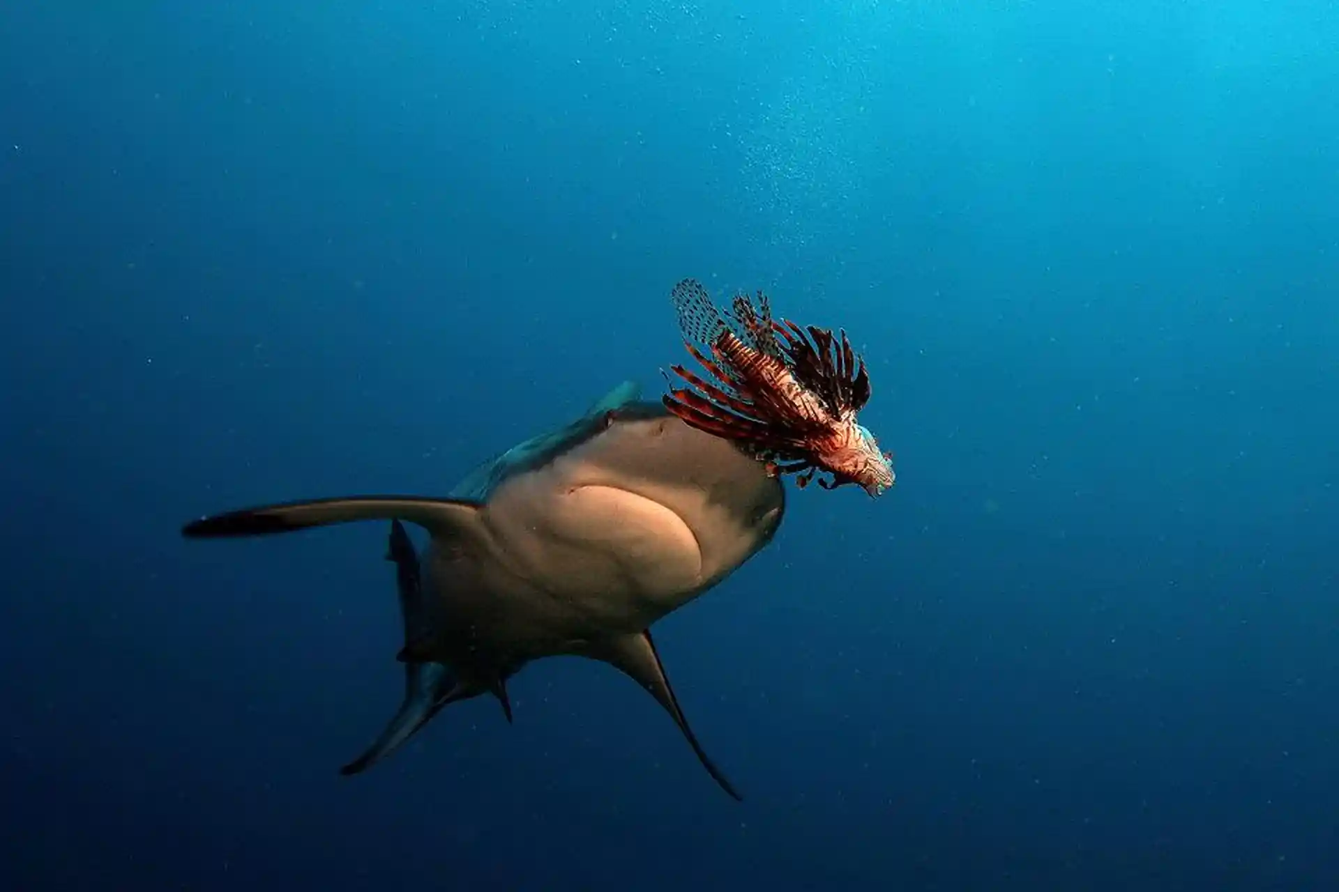 Dive shop photo