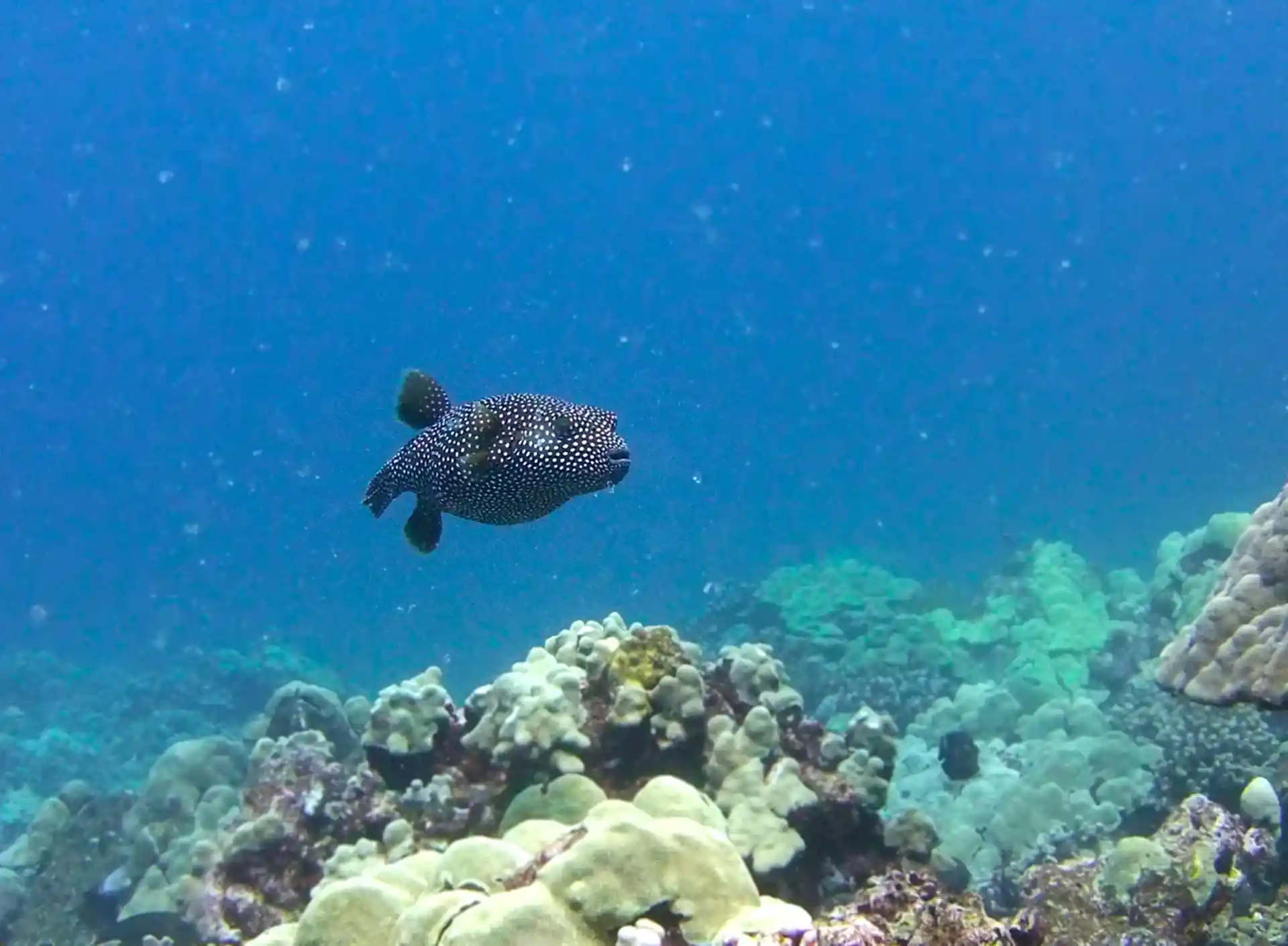 Dive site photo