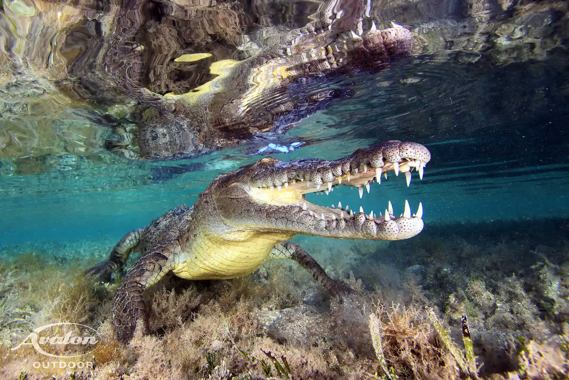 Foto de la tienda de buceo