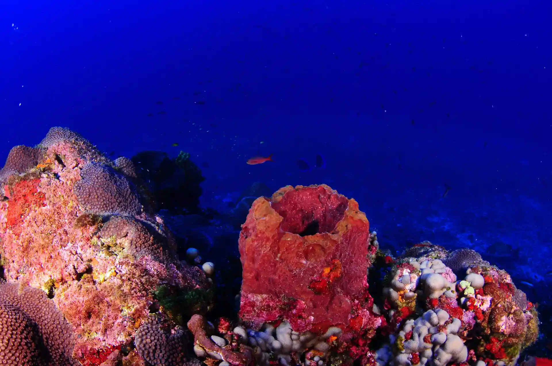 Dive site photo
