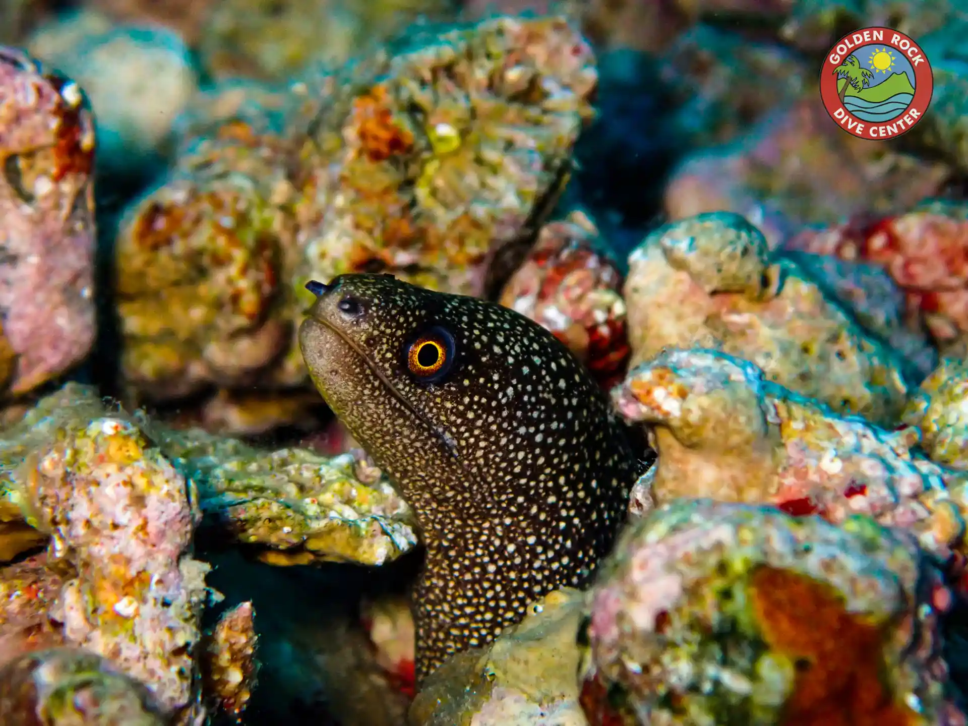 A plethora of marine life in the marine reserve and marine park of Statia