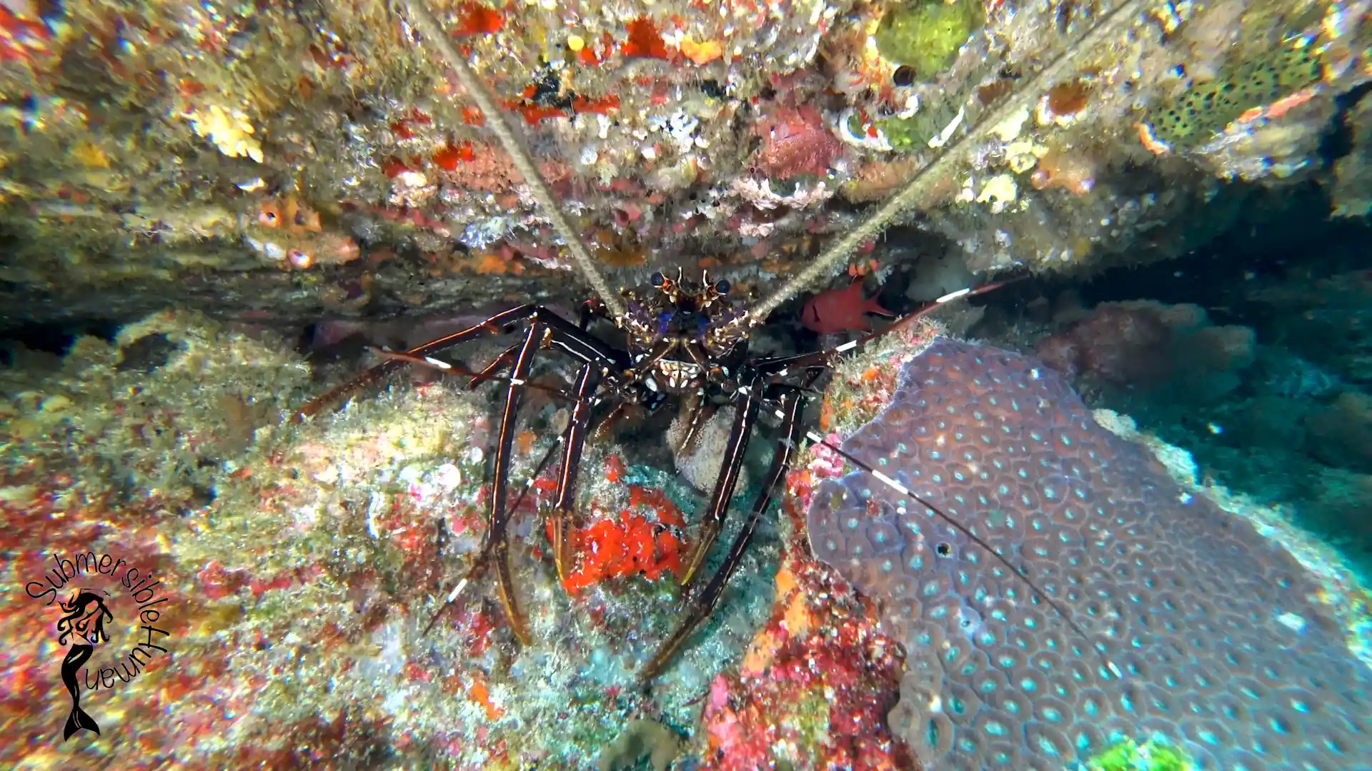 Dive site photo