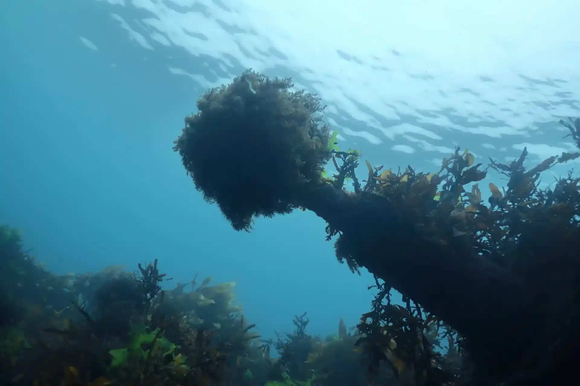 Dive site photo