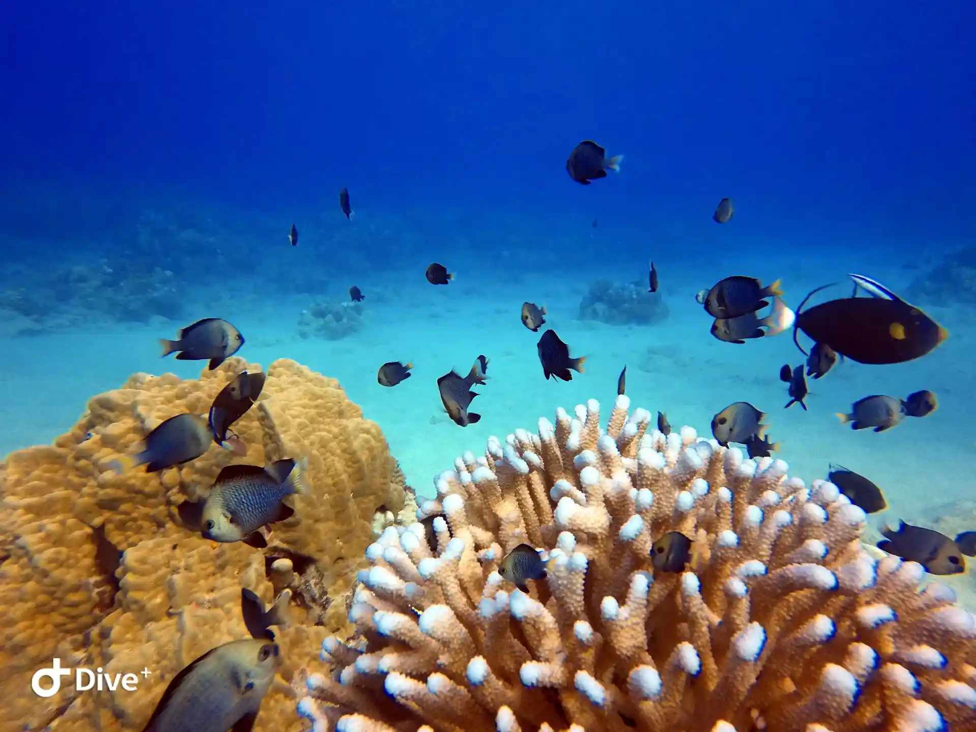 Dive shop photo