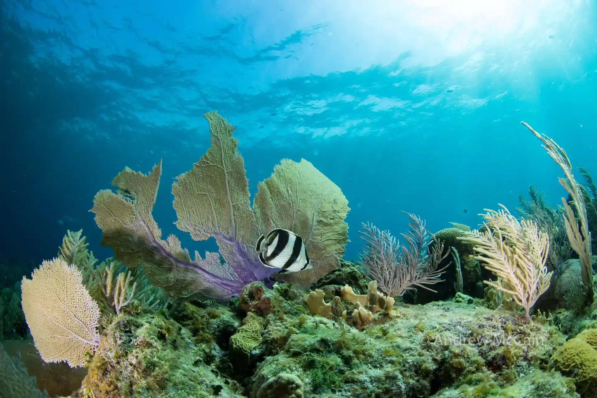 Foto del sitio de buceo