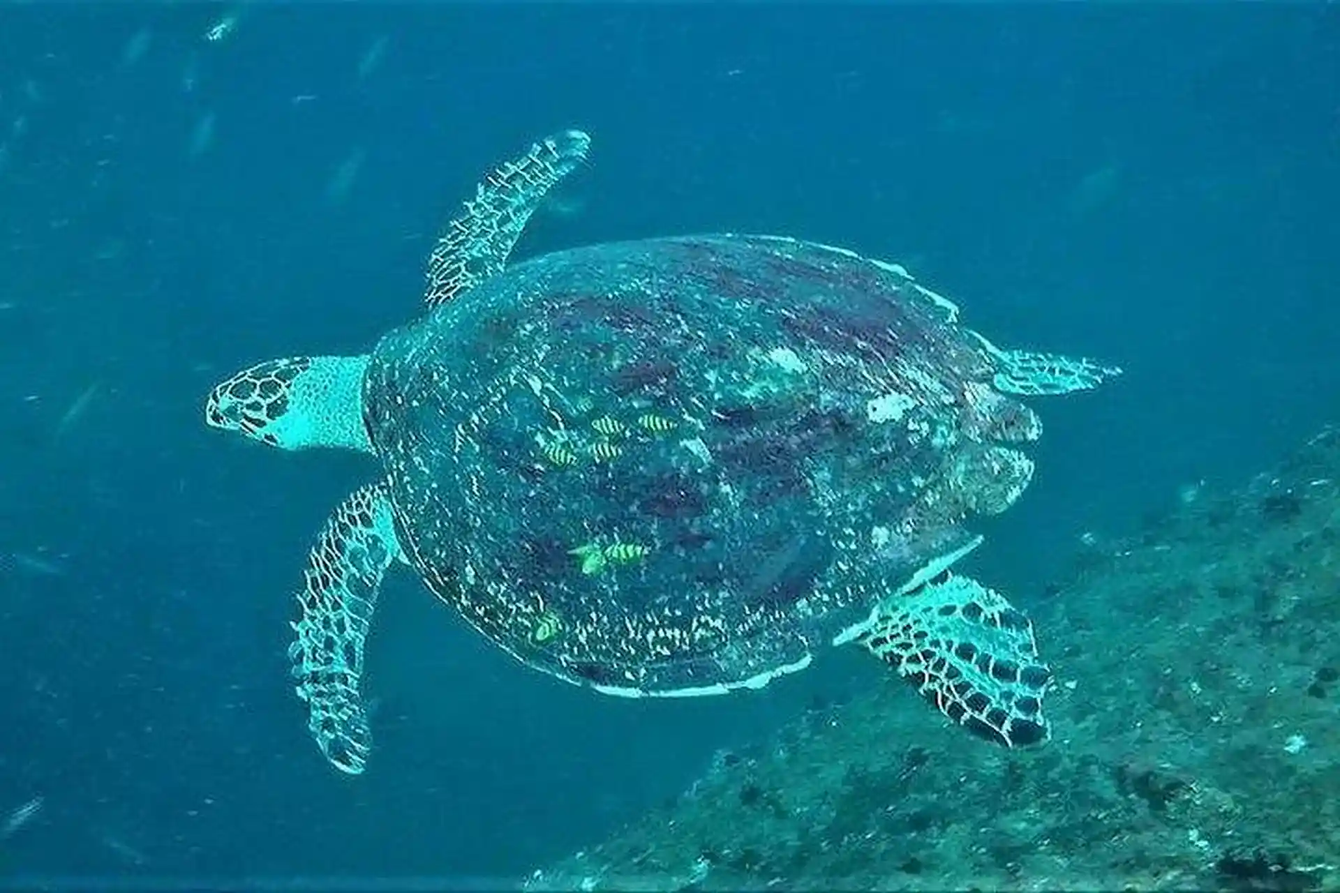 Esplora l'affascinante mondo