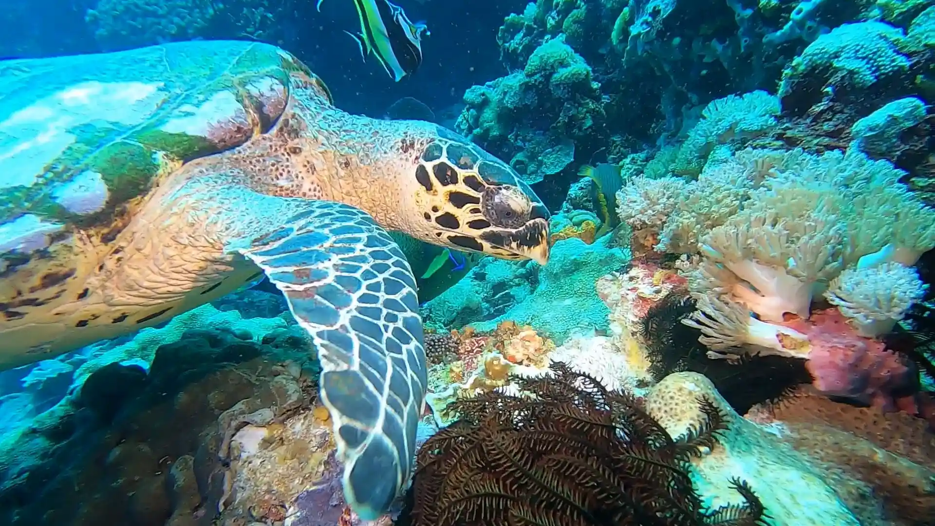 Dive site photo