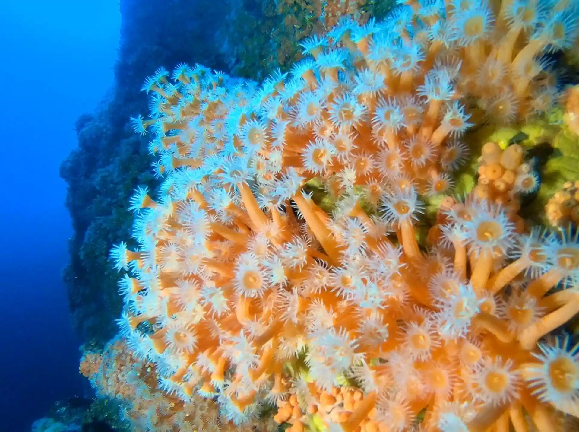 Dive site photo