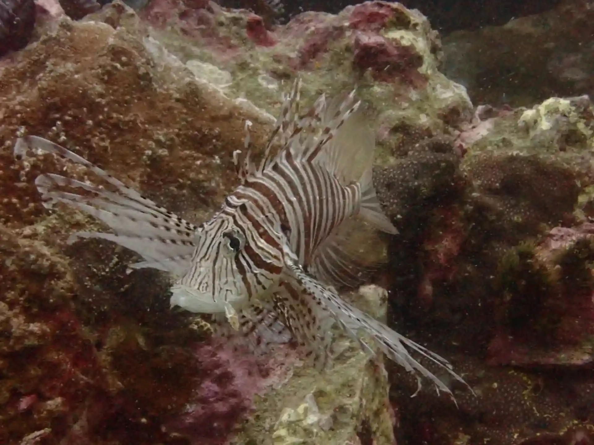 Foto del sitio de buceo