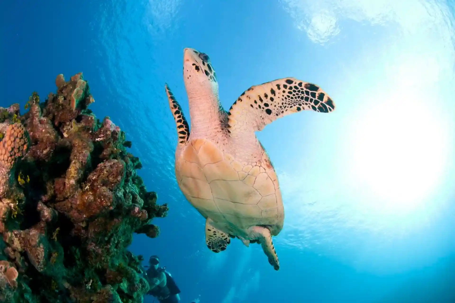 Dive shop photo