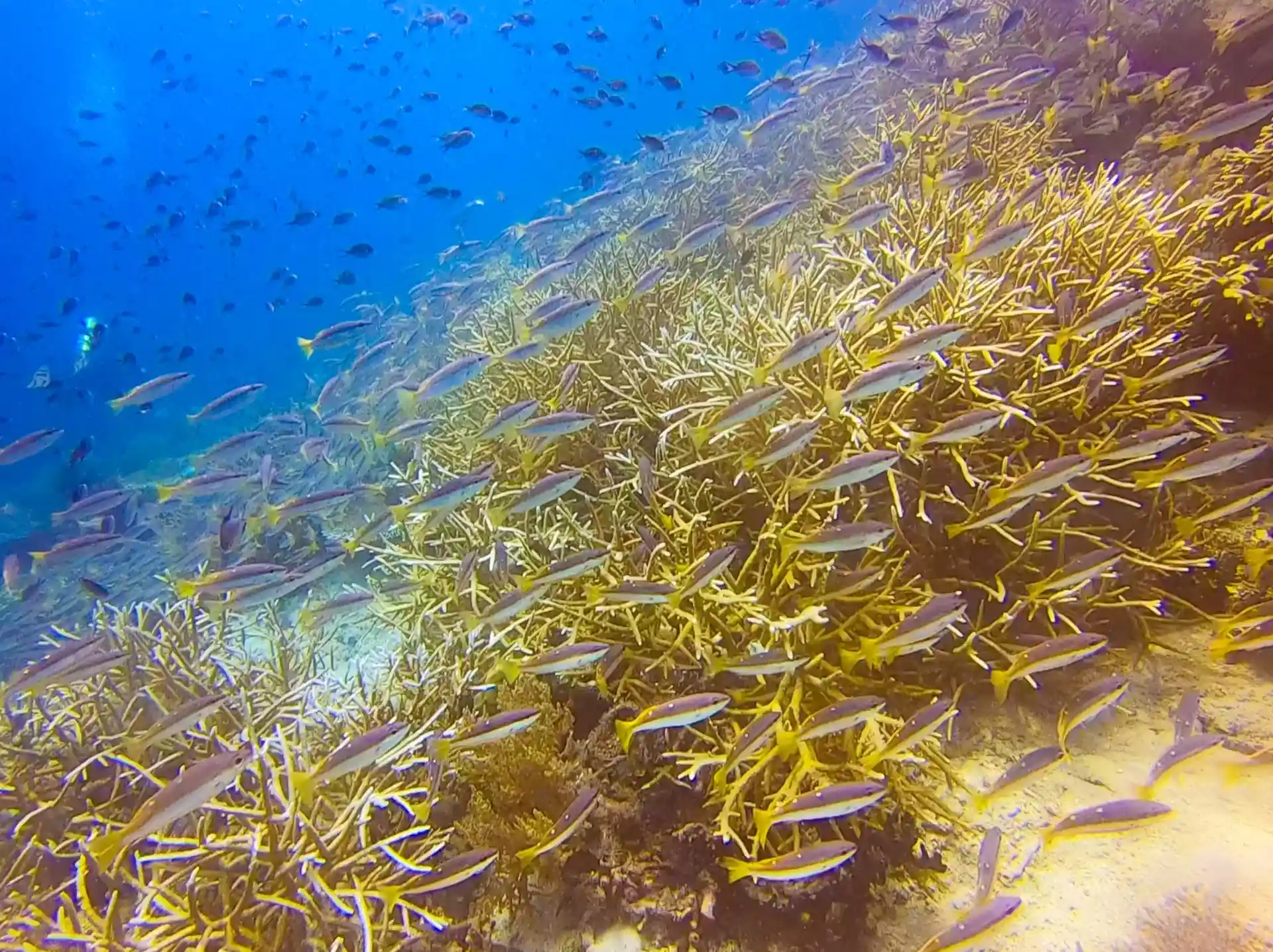 ダイビングサイトの写真